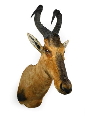Lot 16 - Taxidermy: Red Hartebeest (Alcelaphus caama), modern, high quality shoulder mount, with head...