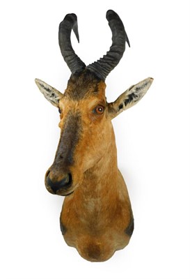 Lot 16 - Taxidermy: Red Hartebeest (Alcelaphus caama), modern, high quality shoulder mount, with head...