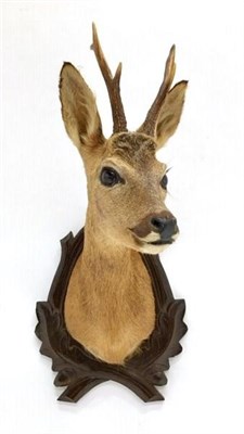 Lot 20 - Taxidermy: Roebuck (Capreolus capreolus), circa late 20th century, shoulder mount with head turning