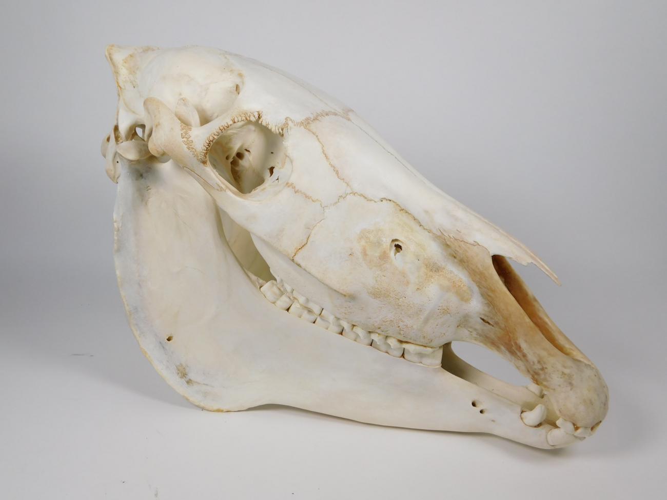 Lot 22 - Skulls/Anatomy: Burchell's Zebra Skull (Equus quagga), modern, complete bleached skull, 47cm by...