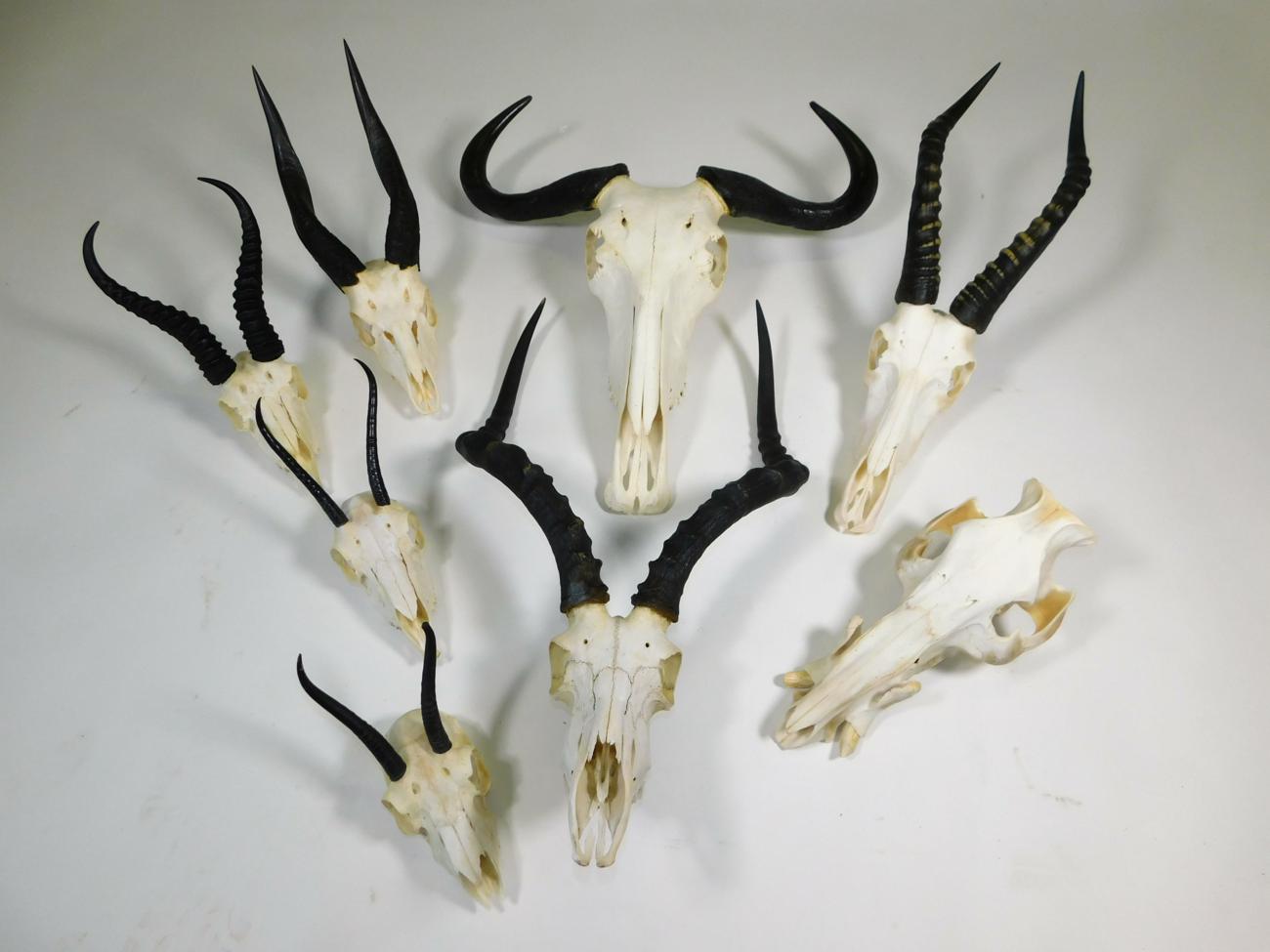 Lot 23 - Antlers/Horns: A Selection of African Hunting Trophy Skulls, a varied selection of African...