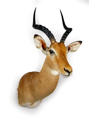 Lot 24 - Taxidermy: Common Impala (Aepyceros melampus), modern, high quality shoulder mount looking straight