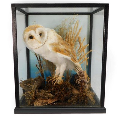 Lot 25 - Taxidermy: A Cased Barn Owl (Tito alba), by C. J. Dennis, World of Nature, Naturalist and...