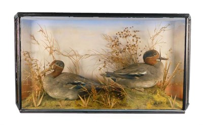 Lot 26 - Taxidermy: An Edwardian Cased Pair of Eurasian Teal (Anas crecca), a pair of full mount drakes,...