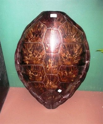 Lot 1281 - Green Turtle (Chelonia mydas), late 19th century, carapace, 77cm long, oiled and polished...