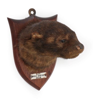 Lot 28 - Taxidermy: A Eurasian Otter Mask Pup (Lutra lutra), circa 20/03/1946, by Peter Spicer & Sons,...