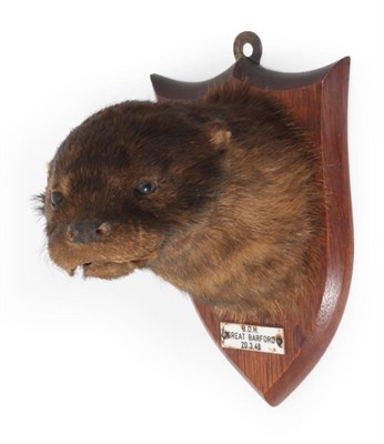 Lot 28 - Taxidermy: A Eurasian Otter Mask Pup (Lutra lutra), circa 20/03/1946, by Peter Spicer & Sons,...