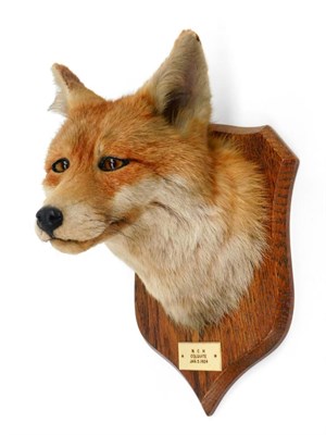 Lot 30 - Taxidermy: A Red Fox Mask (Vulpes vulpes), circa Jan/05/1924, by Peter Spicer & Sons, Taxidermists