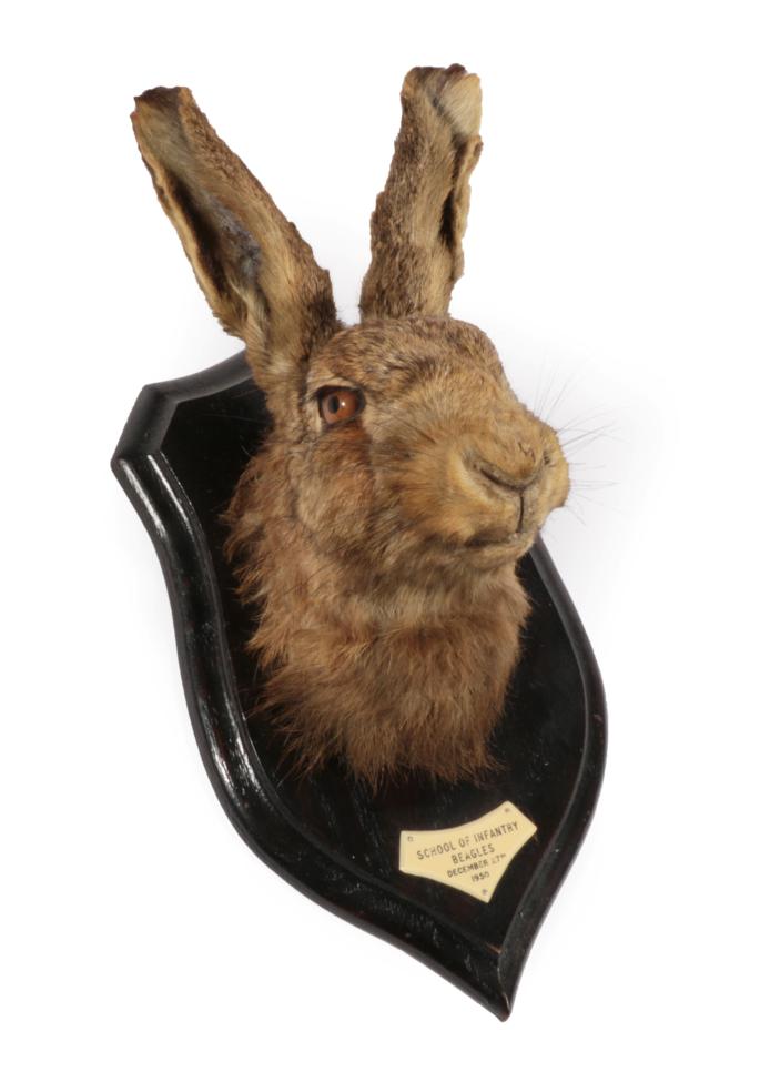 Lot 32 Taxidermy A Hare Head Mount Lepus Timidus