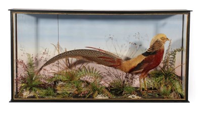 Lot 39 - Taxidermy: A Cased Golden Pheasant (Chrysolophus pictus), circa 1900, by W. Lowne, Fuller's...