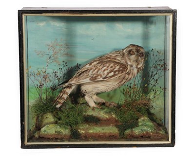 Lot 40 - Taxidermy: A Cased Short-Eared Owl (Asio flammeus), circa 1900, by A. Ford, Taxidermy,...