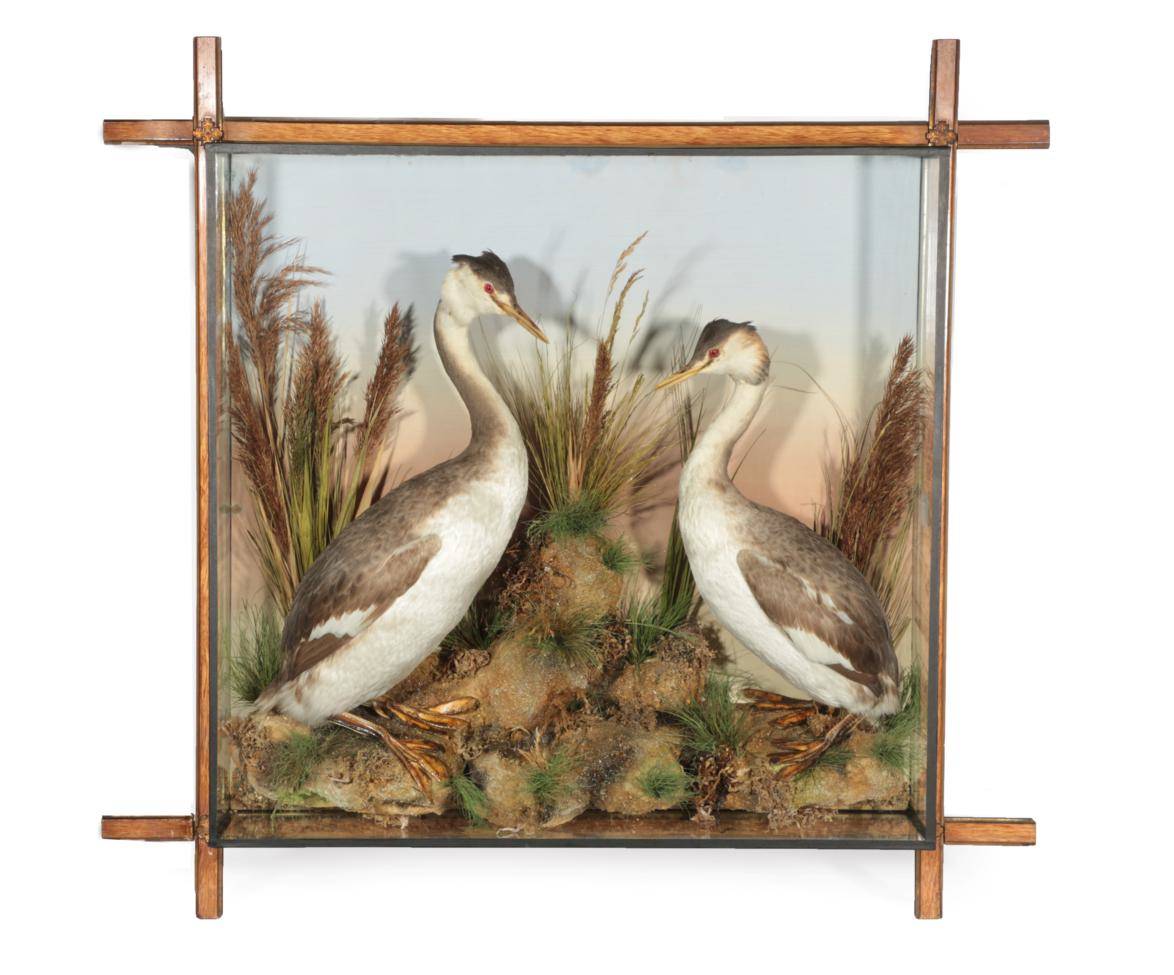 Lot 41 - Taxidermy: A Wall Cased Pair of Great Crested Grebes (Podiceps cristatus), circa 1912, by F....