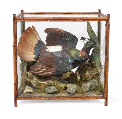 Lot 42 - Taxidermy: A Victorian Cased Himalayan Monal (Lophophorus impejanus), by Rowland Ward, The...