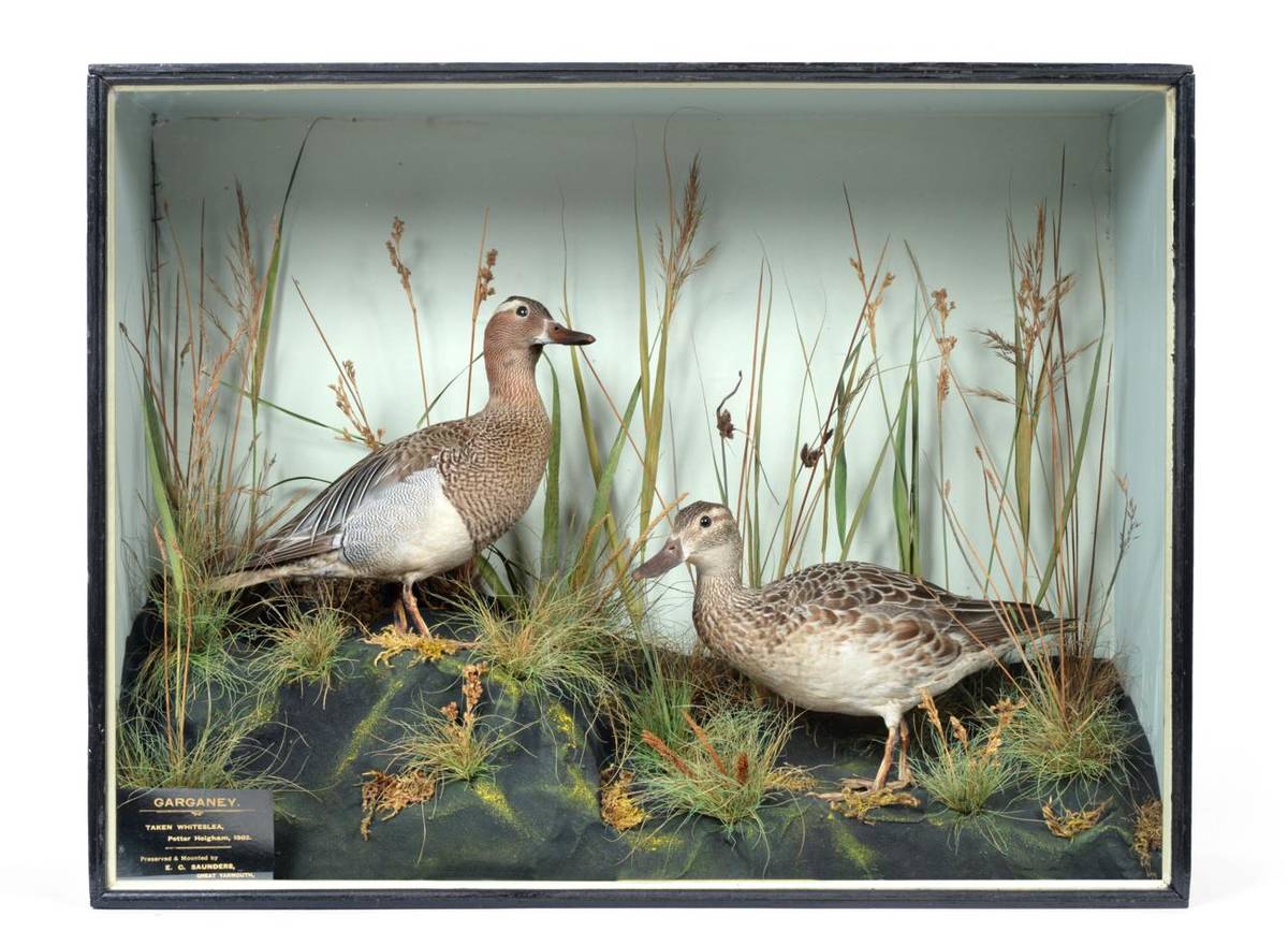 Lot 43 - Taxidermy: A Cased Pair of Garganey Ducks (Anas querquedula), by E.C. Saunders, Great Yarmouth,...