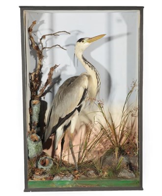 Lot 44 - Taxidermy: A Victorian Grey Heron (Ardea cinerea), by Cecil. H. Bisshopp, Gun and Fishing...