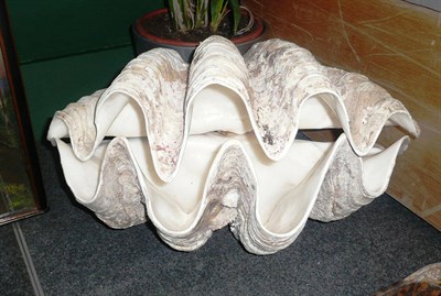 Lot 1283 - Giant Clam (Tridacna gigas), circa 1930, two halves of one clam, 55cm wide