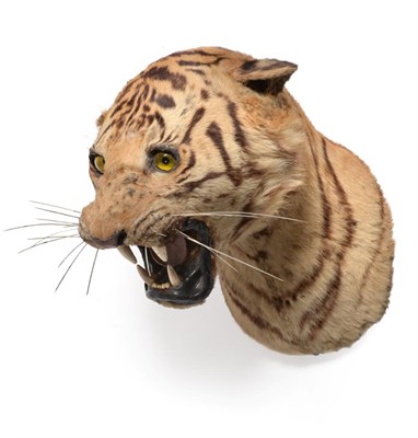 Lot 49 - Taxidermy: A Bengal Tiger Head Mount (Panthera tigris tigris), circa 1910-1920, a Tiger head...