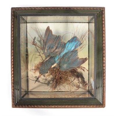 Lot 50 - Taxidermy: A Cased Common Kingfisher (Alcedo athis), by George Bazeley, 32 Sheep Street,...