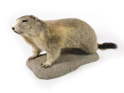 Lot 51 - Taxidermy: Alpine Marmot (Marmota marmota), modern, a large full mount adult, stood upon a grit...