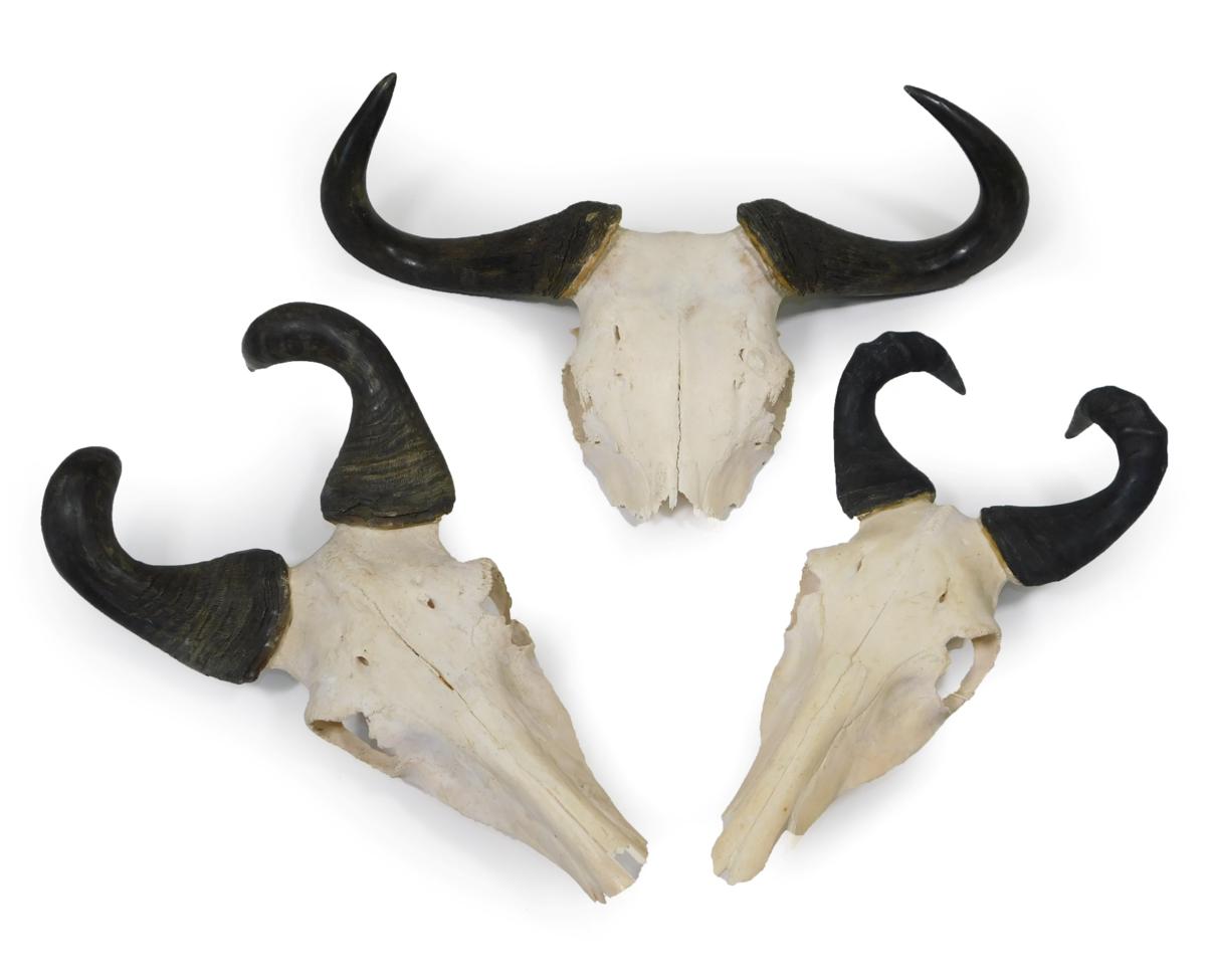 Lot 52 - Antlers/Horns: African Hunting Trophies, circa late 20th century, two pairs of Lichtenstein's...