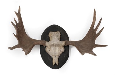 Lot 54 - Antlers/Horns: European Moose Antlers (Alces alces), circa mid 20th century, antlers on cut...