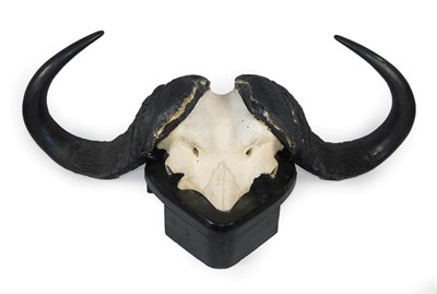 Lot 56 - Antlers/Horns: African Cape Buffalo Horns (Syncerus caffer), circa mid-late 20th century, a...