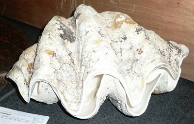 Lot 1284 - Giant Clam (Tridacna gigas), circa 1930, two halves of one clam, 54cm wide