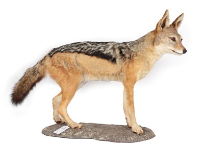Lot 57 - Taxidermy: Black-Backed Jackal (Canis mesomelas), modern, a high quality full mount stood upon...