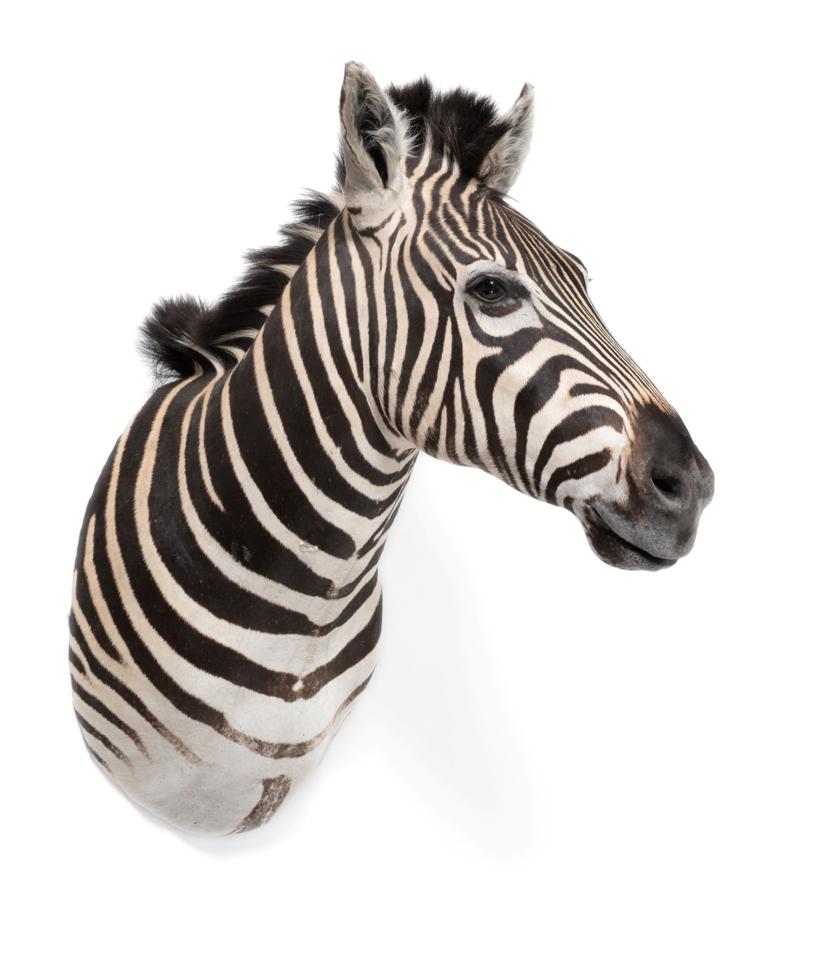 Lot 58 - Taxidermy: A Burchell's Zebra Shoulder Mount (Equus quagga), modern, a superb quality example...