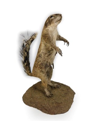 Lot 59 - Taxidermy: Southern Ground Squirrel (Xerus inauris), modern, a full mount stood upon its hind...