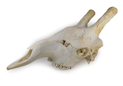 Lot 60 - Skulls/Anatomy: Southern Giraffe Skull (Giraffa giraffa), modern, a large full upper skull of a...