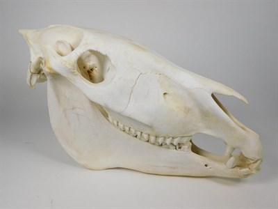 Lot 62 - Skulls/Anatomy: Burchell's Zebra Skull (Equus quagga), modern, complete bleached skull, 48cm by...