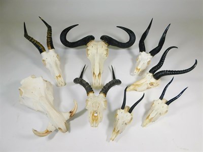 Lot 63 - Antlers/Horns: A Selection of African Hunting Trophy Skulls, a varied selection of African...