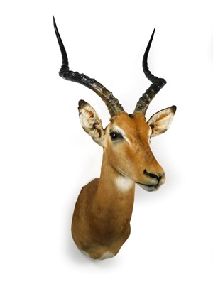 Lot 64 - Taxidermy: Common Impala (Aepyceros melampus), modern, high quality shoulder mount looking straight