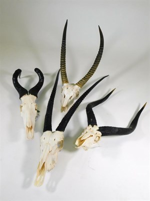 Lot 66 - Antlers/Horns: A Selection of African Hunting Trophy Skulls, modern, a varied selection including 