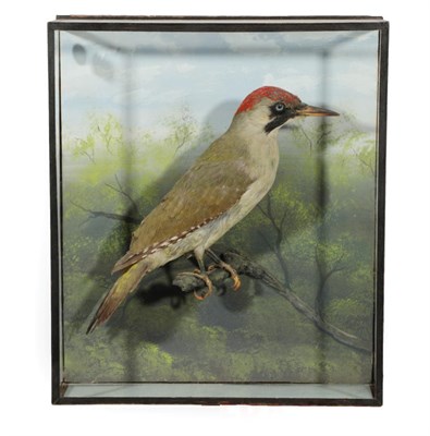 Lot 67 - Taxidermy: A Wall Cased Green Woodpecker (Picus viridis), by John Cooper & Sons, 28 Radnor...