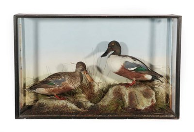 Lot 70 - Taxidermy: A Cased Pair of Northern Shoveler Ducks (Anas clypeata), by J.L. Travis,...