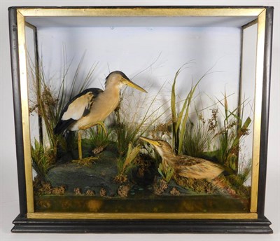 Lot 71 - Taxidermy: A Victorian Cased Pair of Least Bitterns (Ixobrychus exilis), a pair of full mounts male