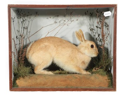 Lot 72 - Taxidermy: A Victorian Cased Rabbit, circa 1838-1906, by J. A. Cole, Castle Meadow, Norwich,...