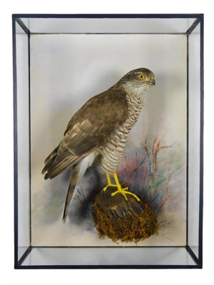 Lot 74 - Taxidermy: A Cased Eurasian Sparrowhawk (Accipter nisus), by Rowland Ward, 167 Piccadilly,...