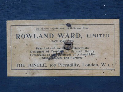 Lot 74 - Taxidermy: A Cased Eurasian Sparrowhawk (Accipter nisus), by Rowland Ward, 167 Piccadilly,...