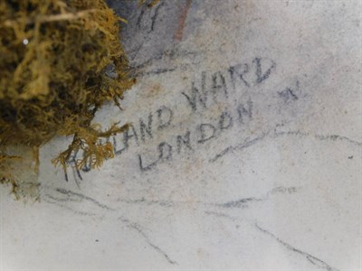 Lot 74 - Taxidermy: A Cased Eurasian Sparrowhawk (Accipter nisus), by Rowland Ward, 167 Piccadilly,...