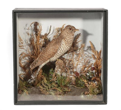 Lot 76 - Taxidermy:  A Cased European Cuckoo (Cuculus canorus), by T.E. Gunn, 86 St Giles Street, Norwich, a