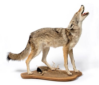 Lot 1286 - Coyote (Canis latrans), Enchanted Rock, North Texas, late 20th century, full mount, standing in...