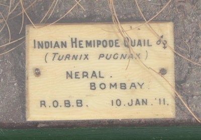 Lot 78 - Taxidermy: An Edwardian Cased Pair of Indian Hemipode Quail (Turnix pugnax), circa 1911, by Rowland