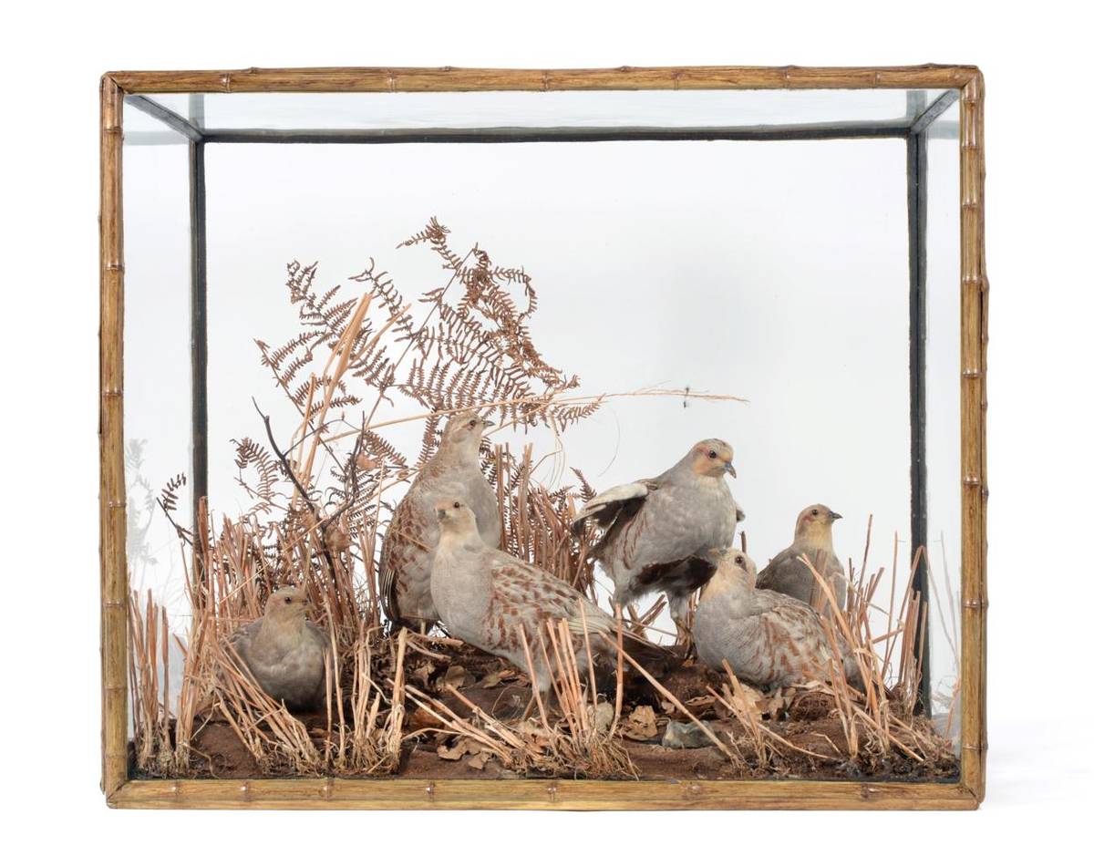 Lot 79 - Taxidermy: A Large Bamboo Cased Diorama of Grey Partridge (Perdix perdix), very much in the...