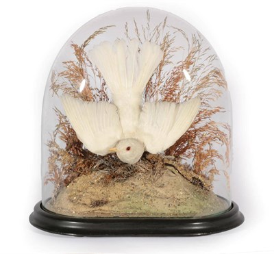 Lot 80 - Taxidermy: A Victorian Albino Blackbird (Turdus merula), full mount with wings outstretched and...