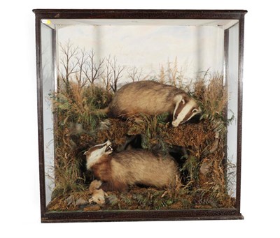 Lot 81 - Taxidermy: A Very Large Cased Diorama of European Badgers (Meles meles), by B. White, 86 Upper Bath