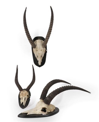 Lot 85 - Antlers/Horns: African Hunting Trophies, circa 1977, three sets of horns on cut upper skulls to...
