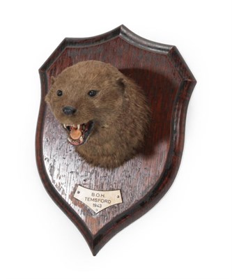 Lot 86 - Taxidermy: A Eurasian Otter Mask (Lutra lutra), circa 1943, by Rowland Ward, 166 Piccadilly,...